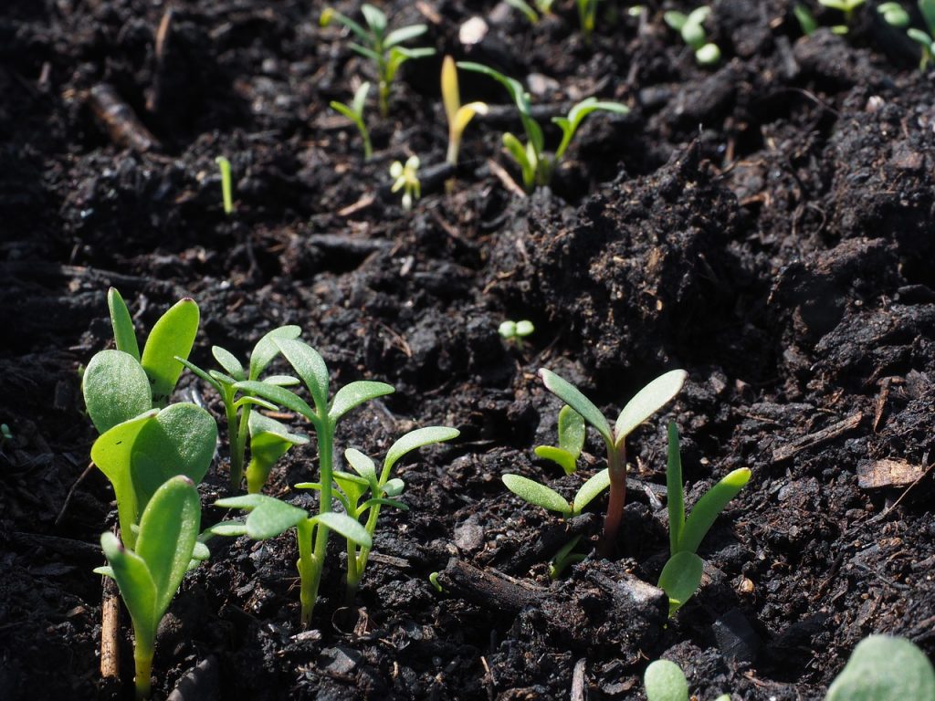 Germinazione del seme