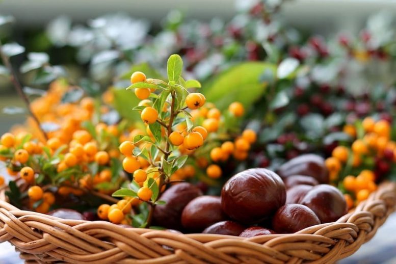 frutti dimenticati