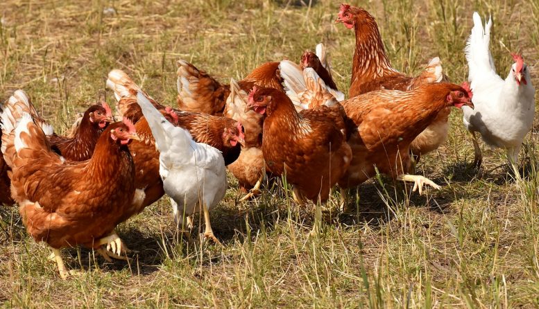 Allevare galline ovaiole a terra