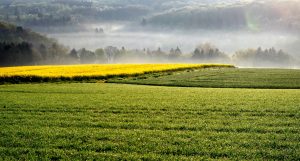 la coltivazione della colza