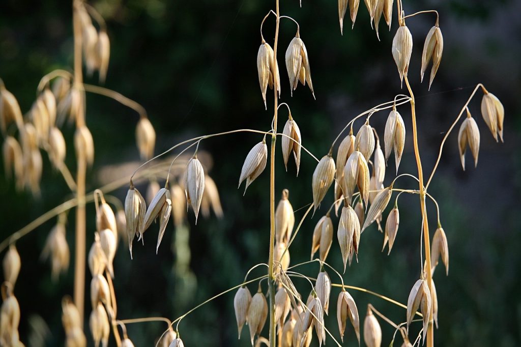 Coltivare l'avena sativa