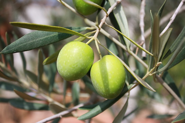 tignola dell'olivo