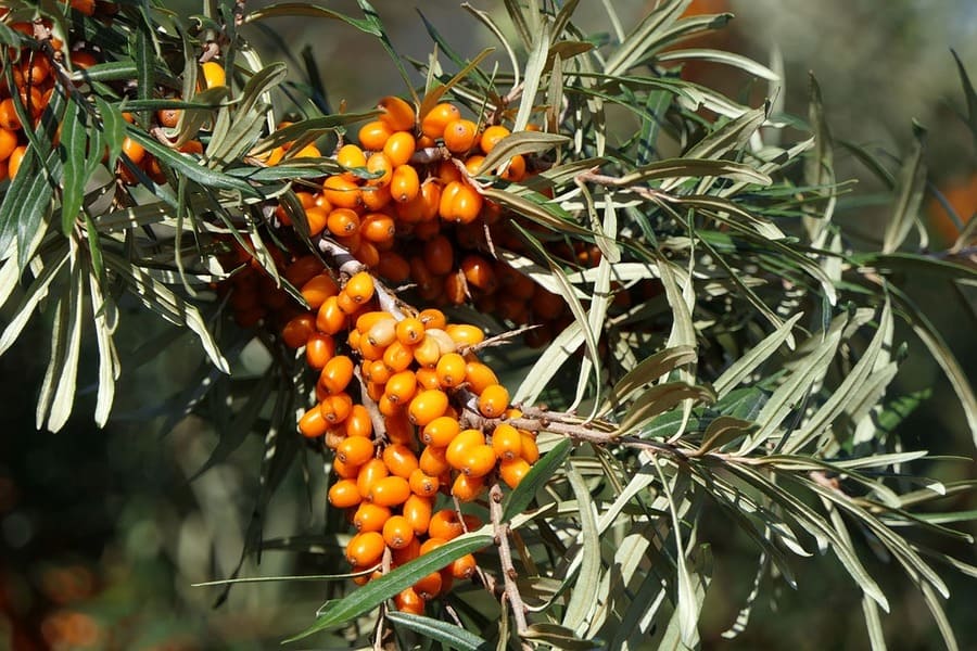 olivello spinoso