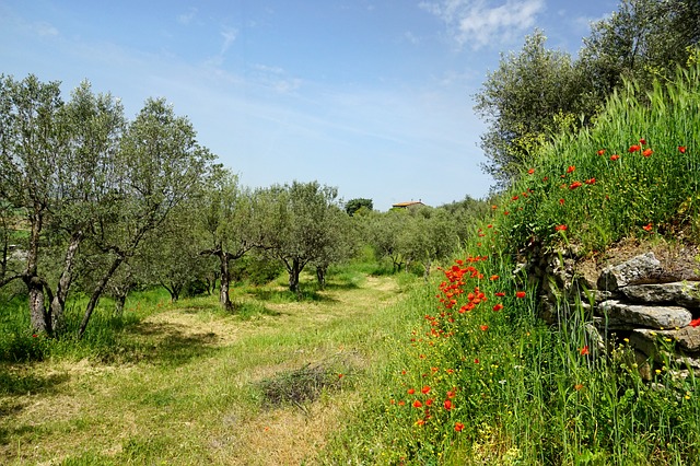 tripide dell'olivo