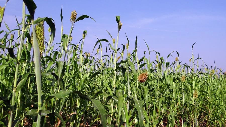 pianta del sorgo