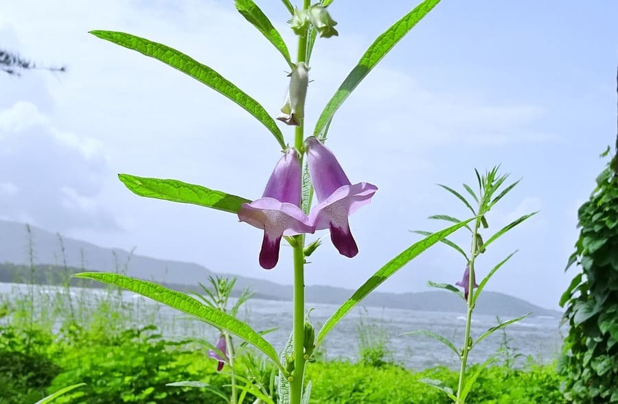 pianta sesamo