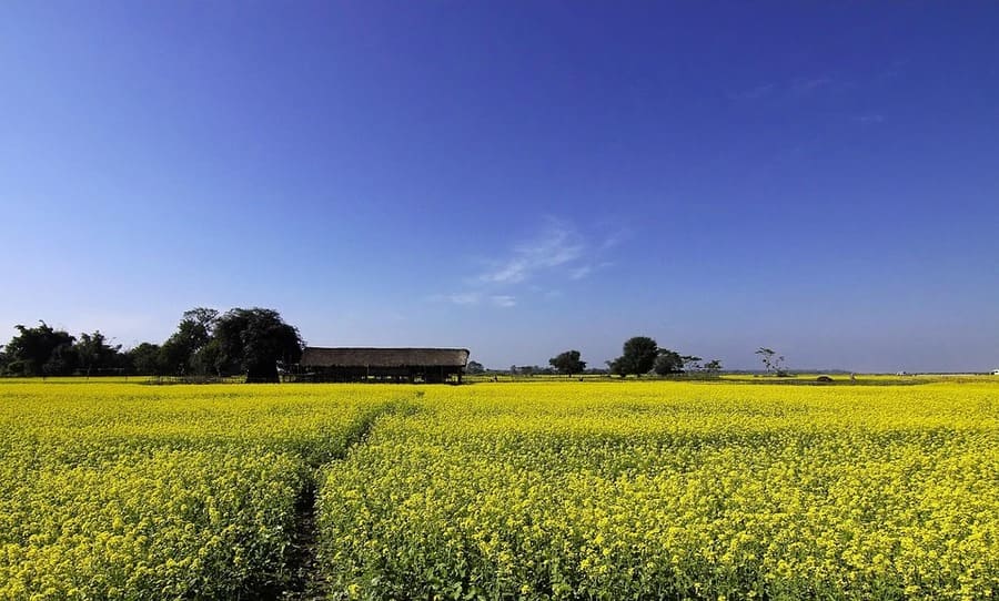 piante di senape
