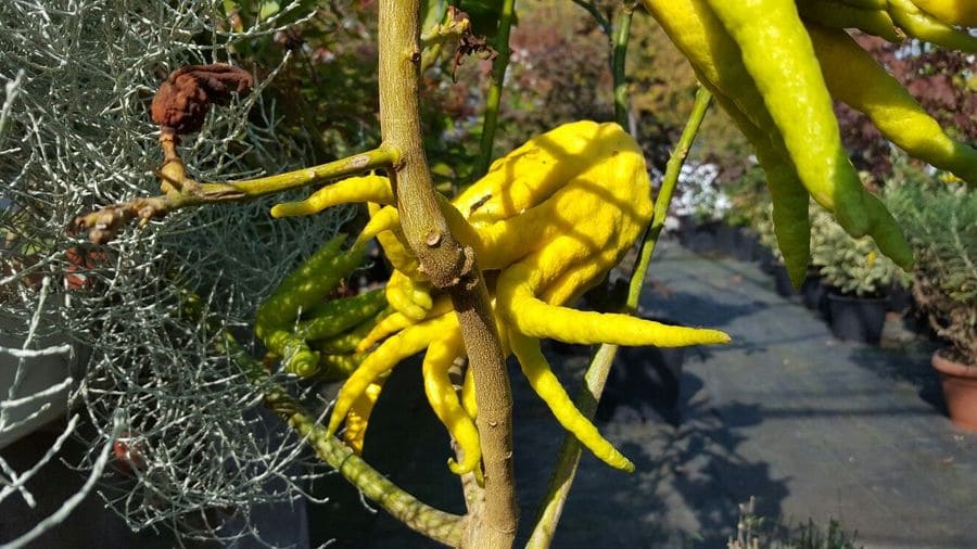 Mano di Buddha