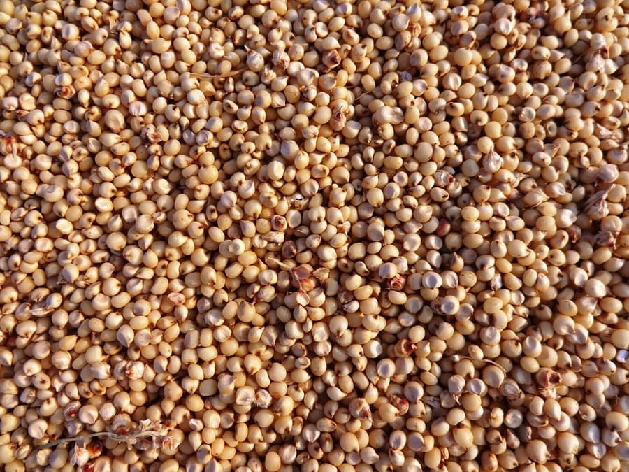 raccolta del sorgo