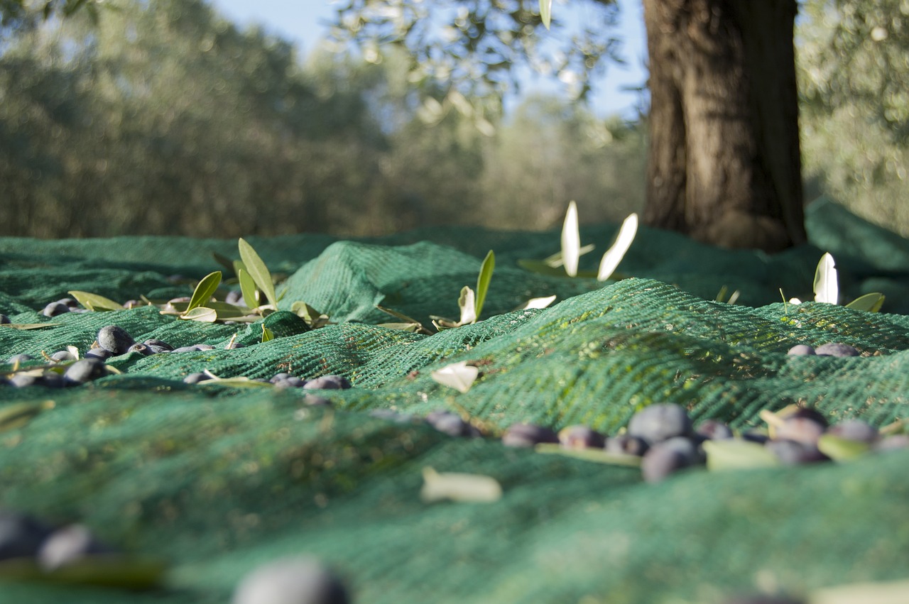 produzione olio di oliva 2018