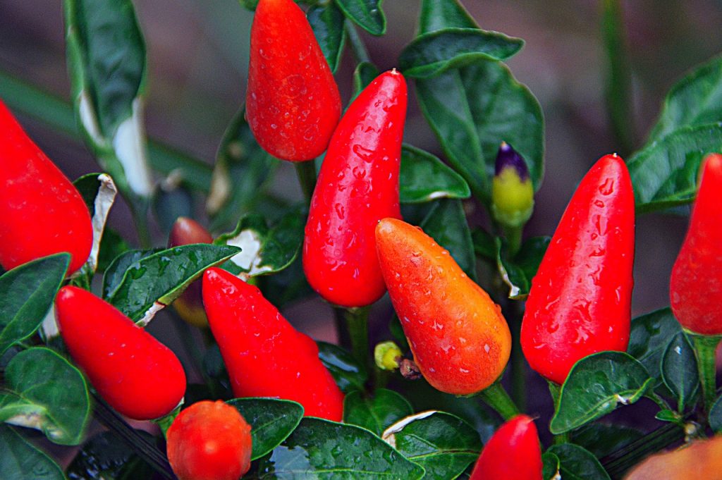 Peperoncino