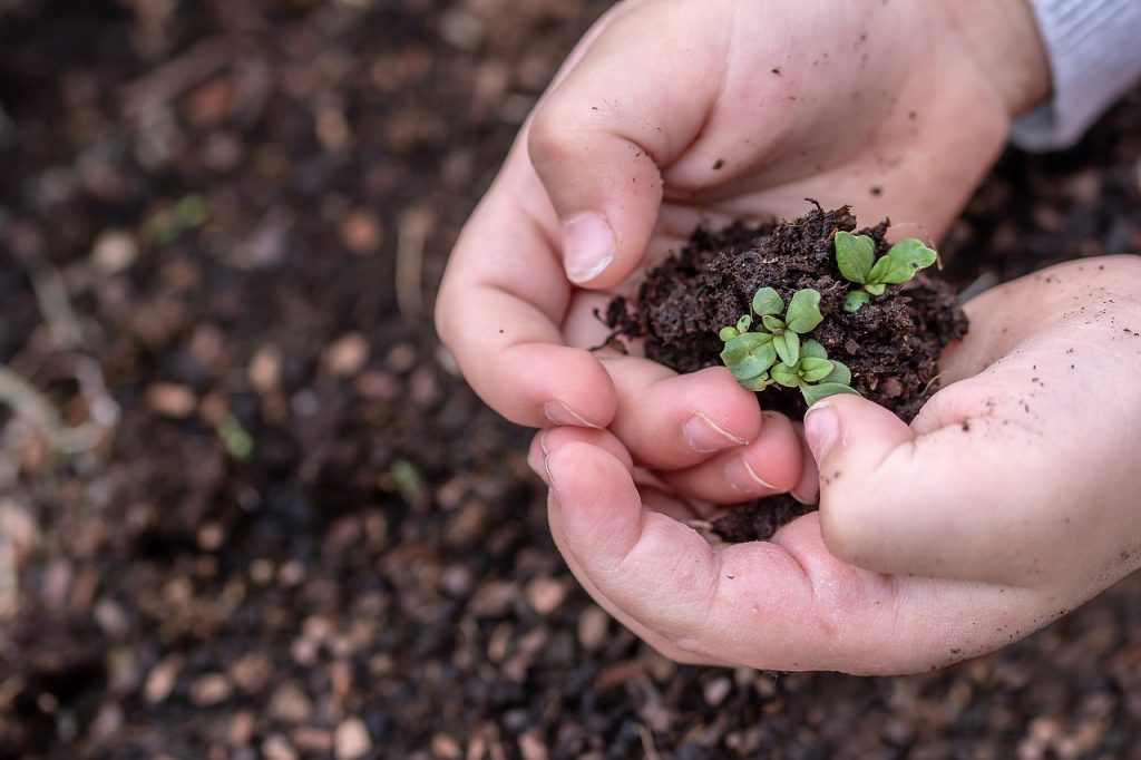 Germinazione del seme