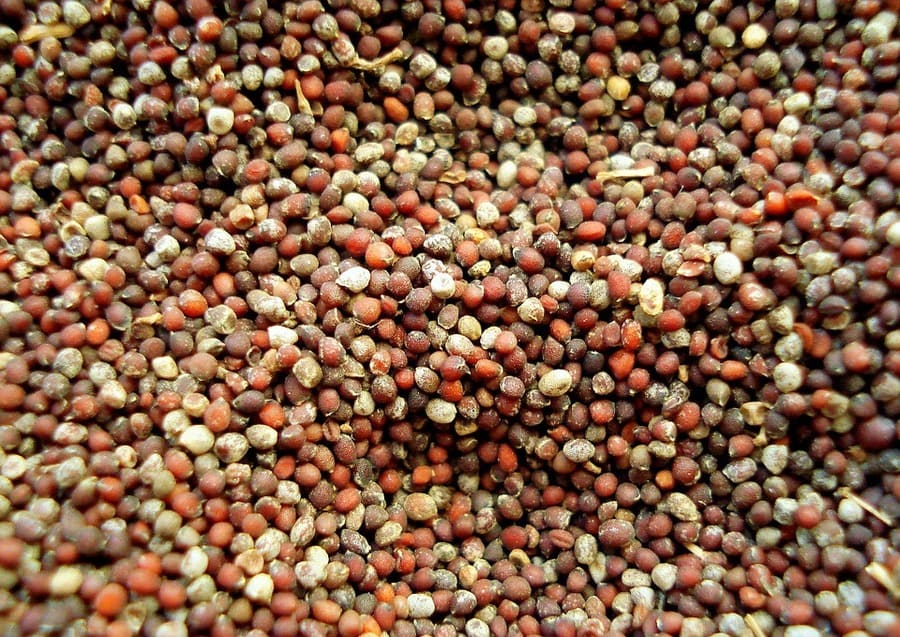 semi di senape