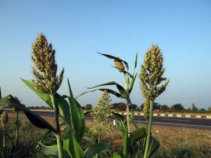 sorgo