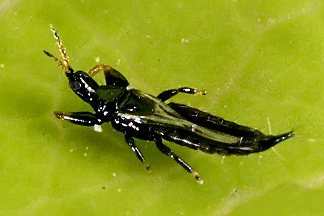 tripide dell'olivo