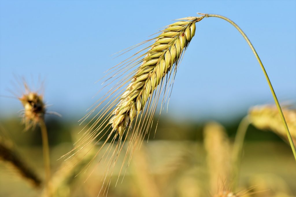Coltivazione dell'orzo