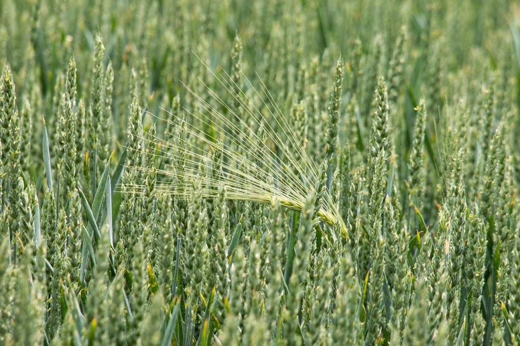 Coltivazione dell'orzo