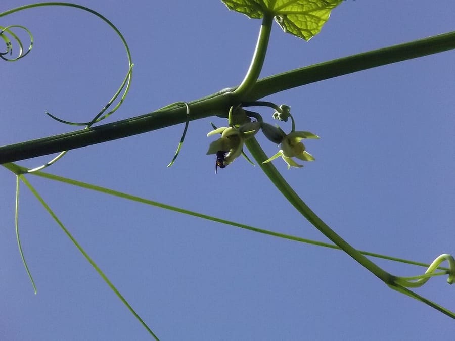 zucca spinosa rampicante