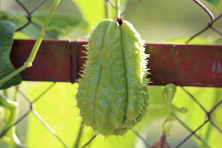 zucchina spinosa