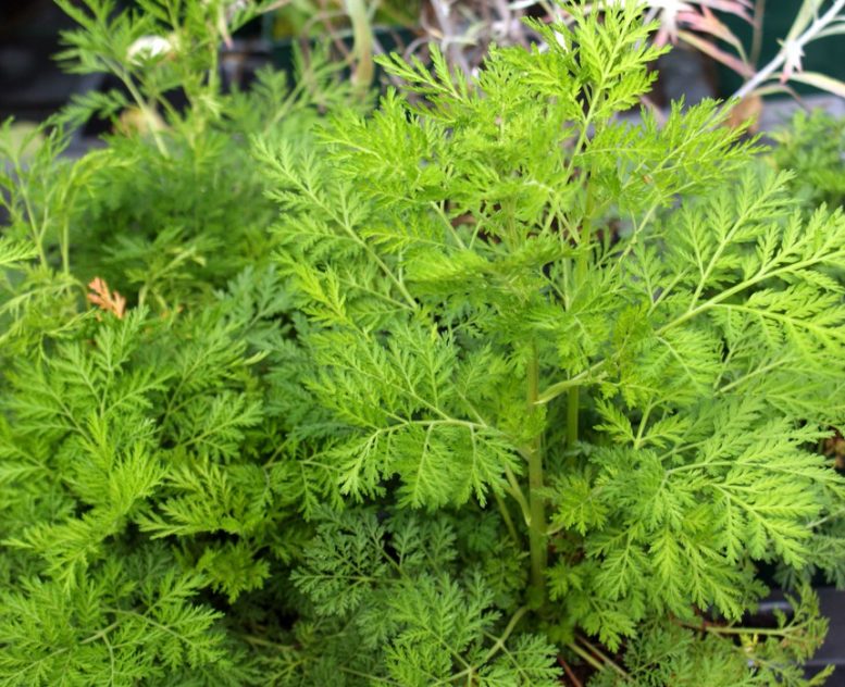 coltivazione dell'artemisia annua