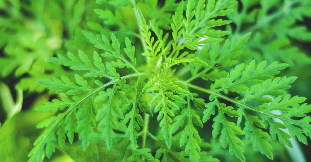 coltivazione dell'artemisia annua