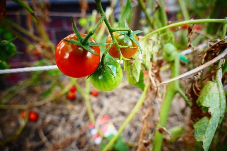 agricoltura bio