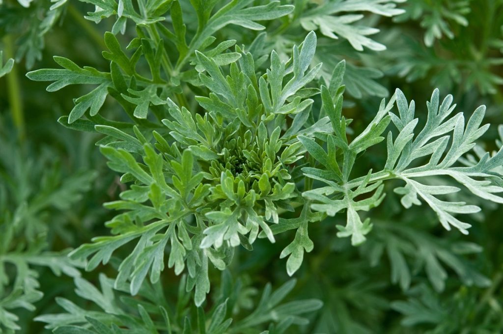 coltivazione dell'artemisia annua