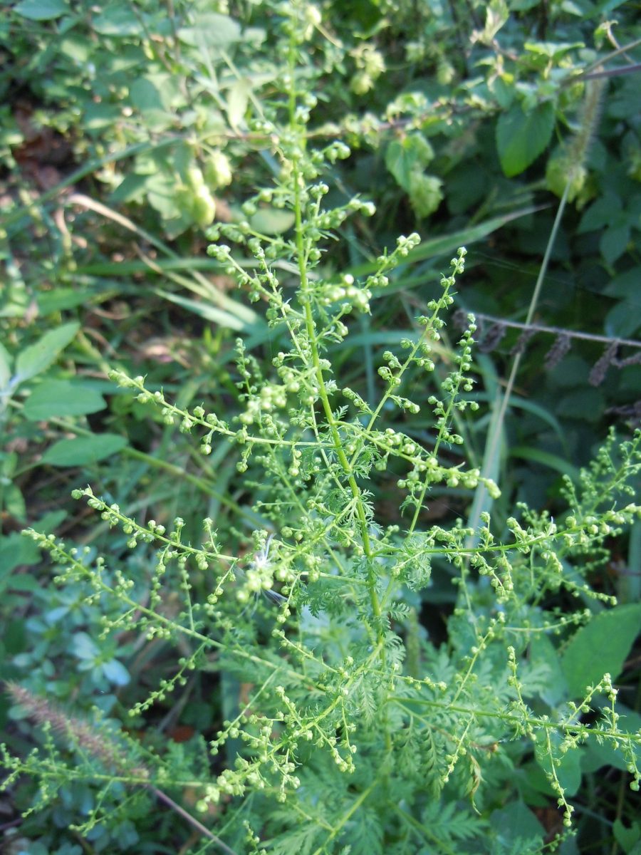 coltivazione dell'artemisia annua