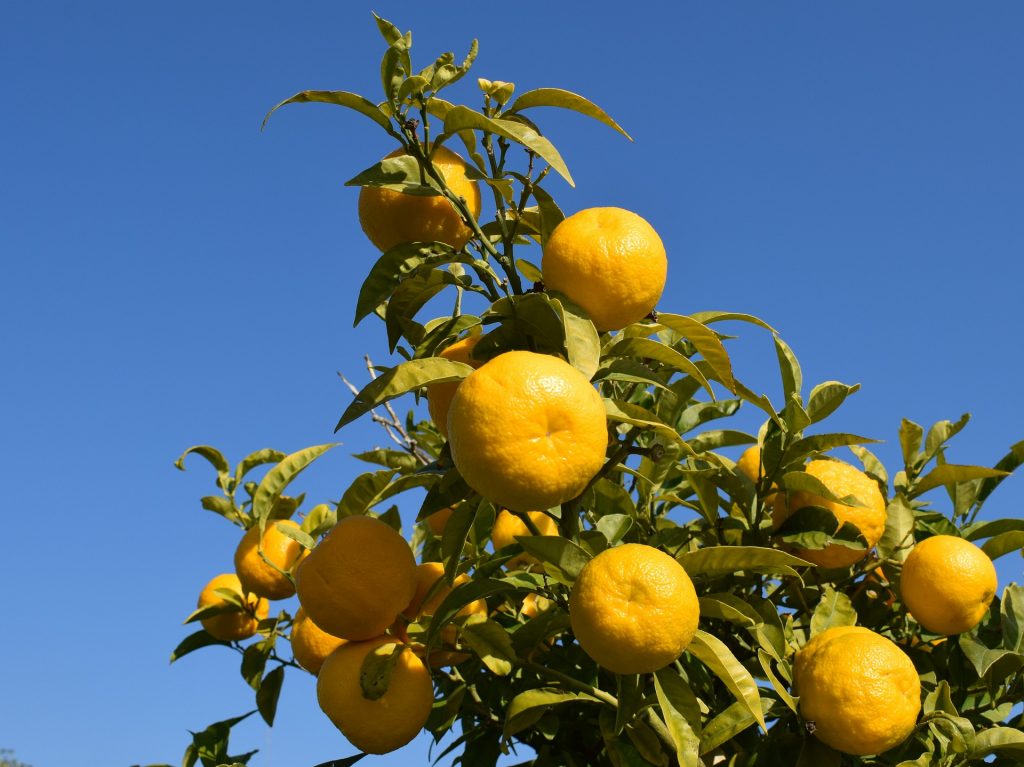 Citrus Tristeza Virus