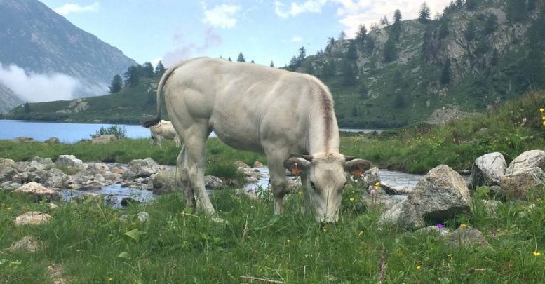 fassona piemontese