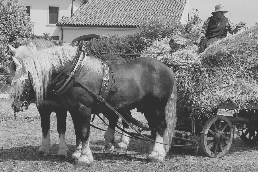 come diventare imprenditore agricolo professionale