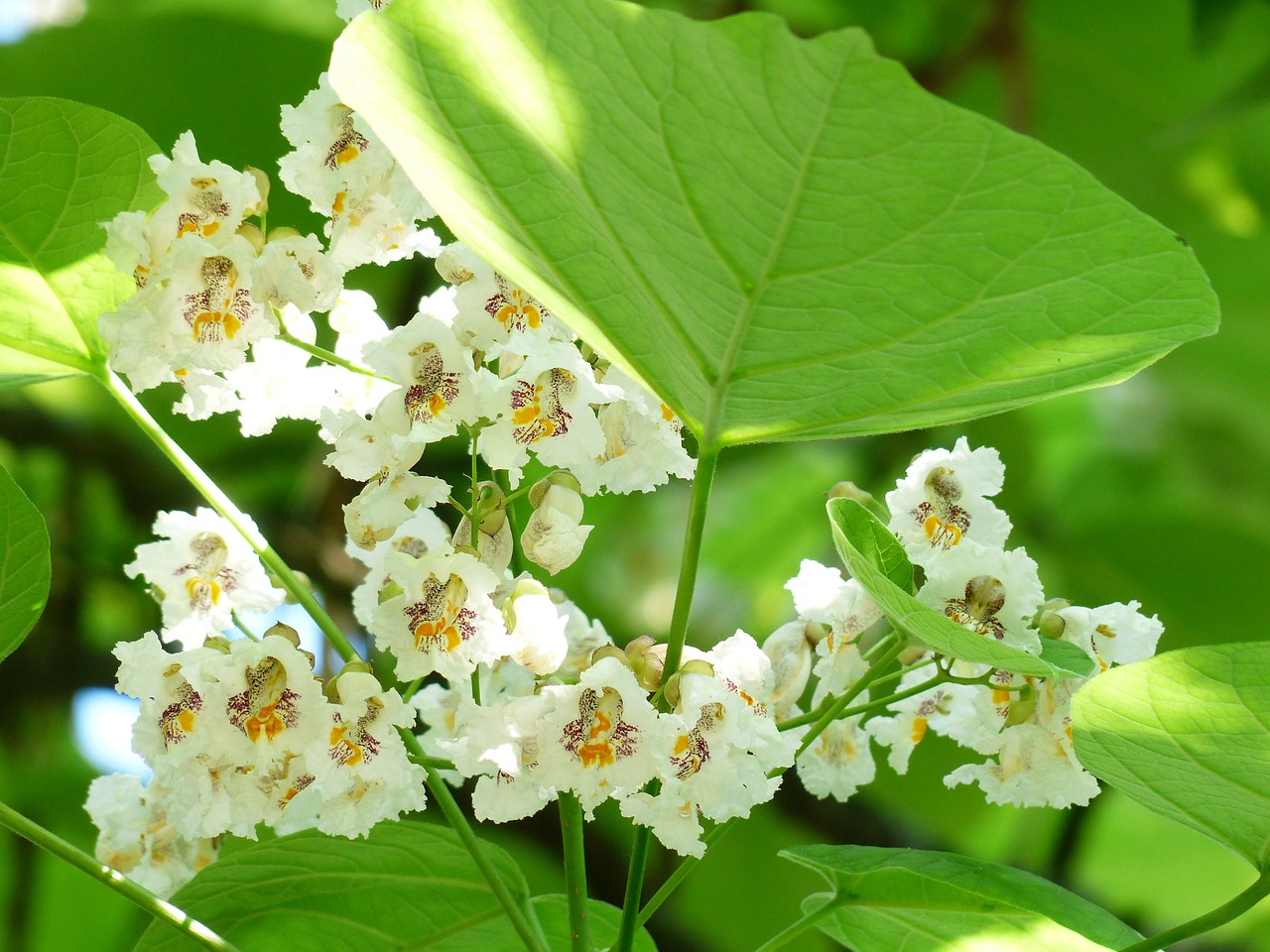 coltivazione della catalpa