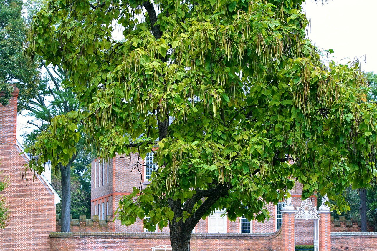 coltivazione della catalpa