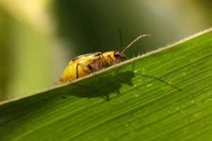 diabotrica