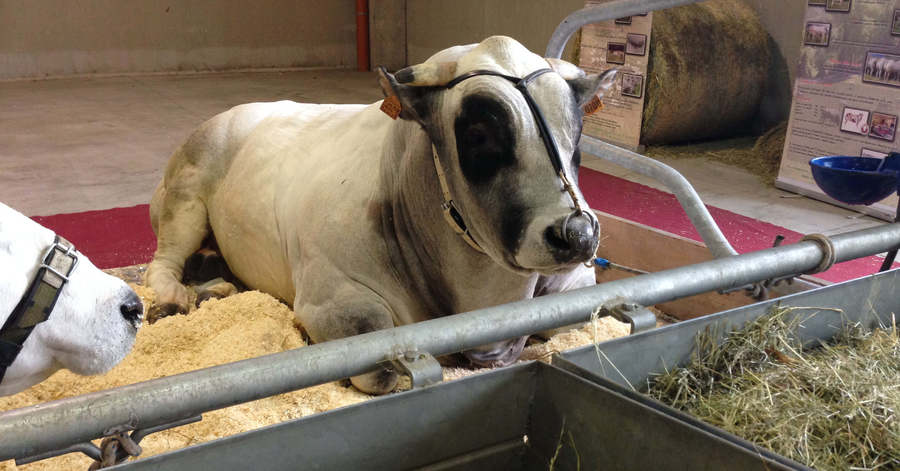 fassona piemontese
