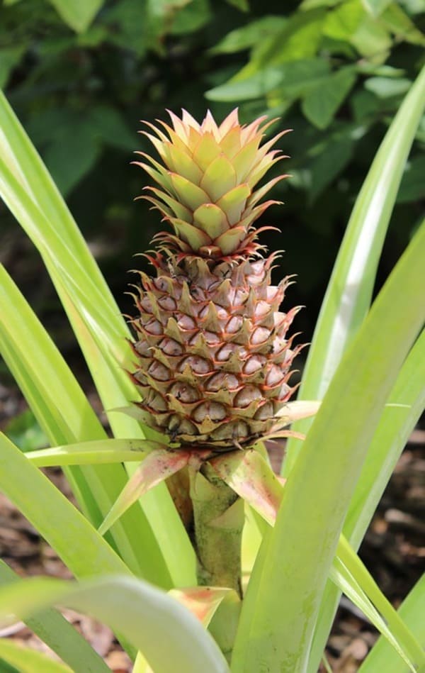Esempio di frutti multipli