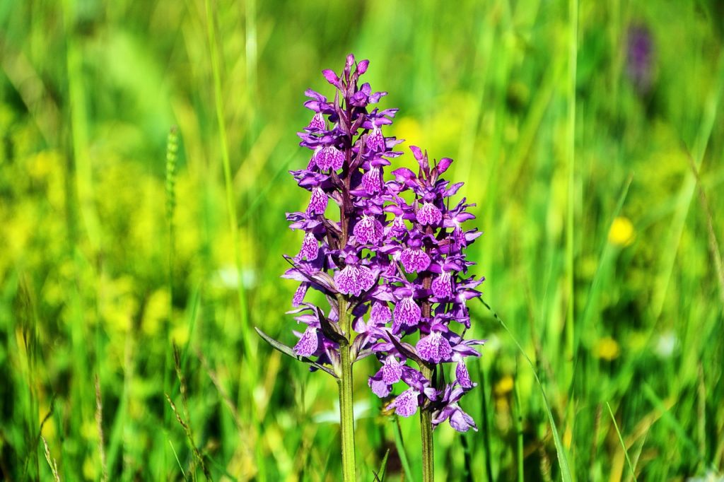 coltivazione orchidea