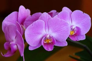 coltivazione orchidea