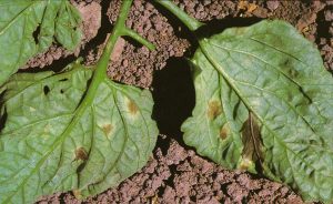 Cladosporiosi del pomodoro
