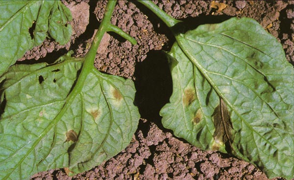 Cladosporiosi del pomodoro