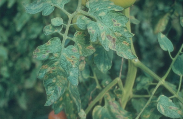 Cladosporiosi del pomodoro