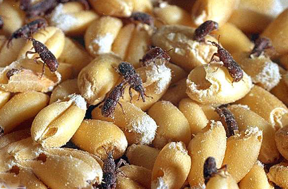 punteruolo del grano