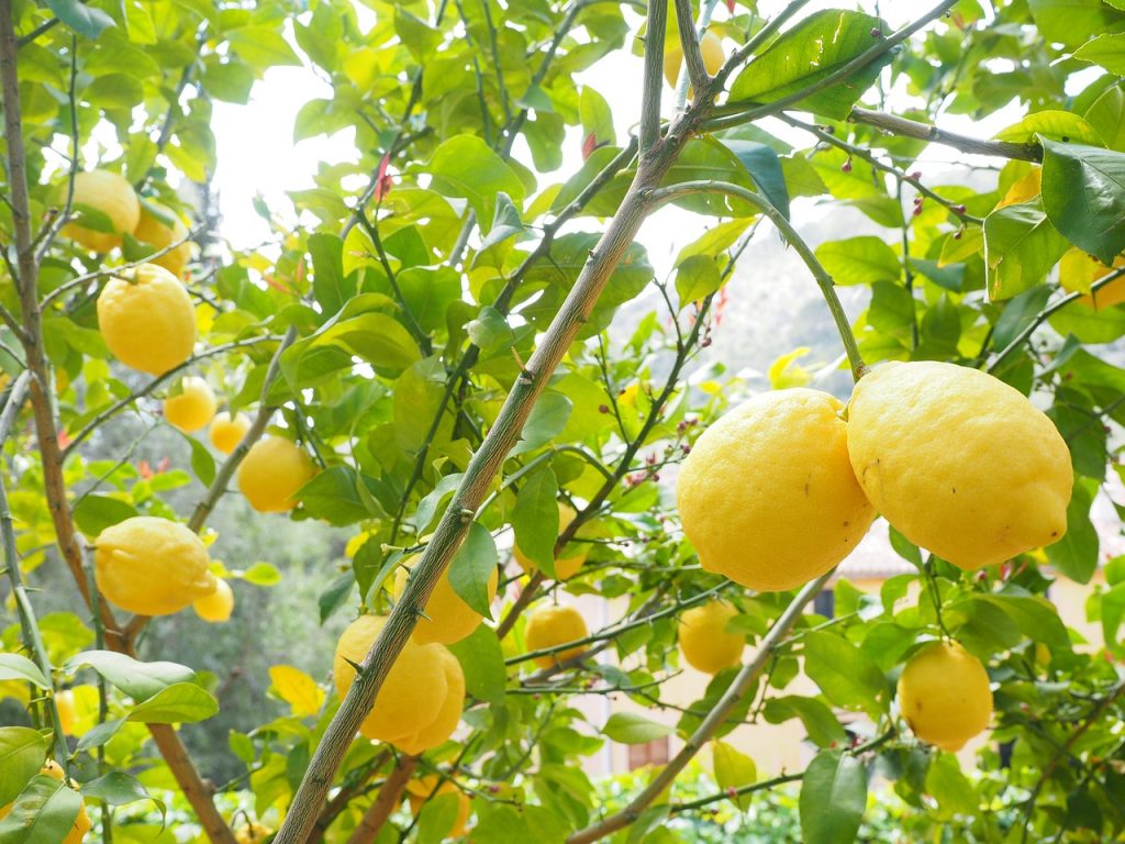 Piticchia del limone