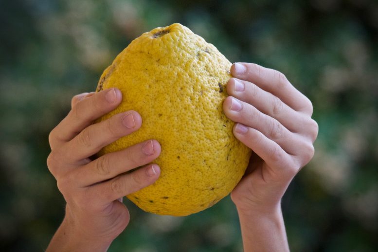Piticchia del limone