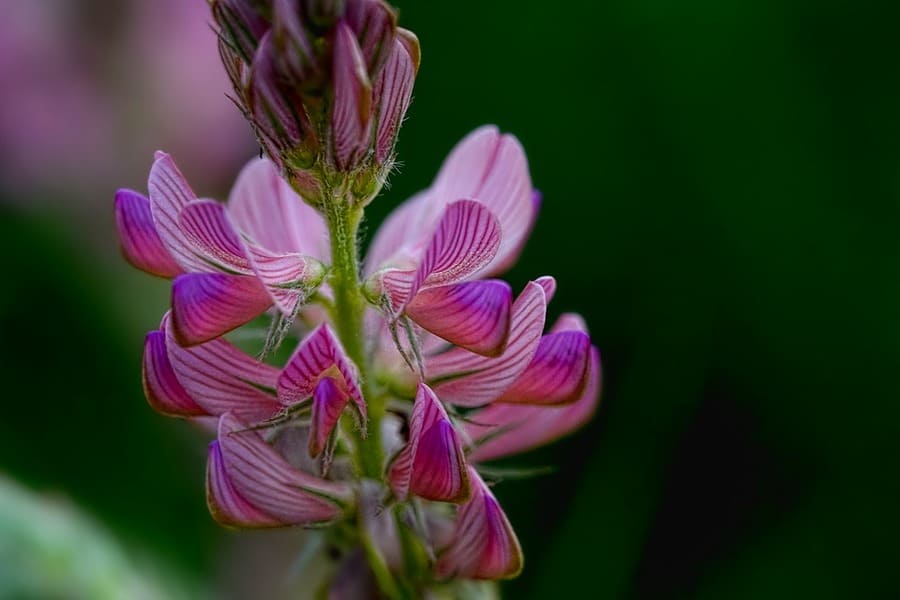 lupinella