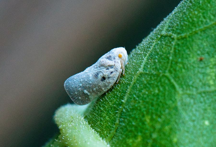 melata metcalfa