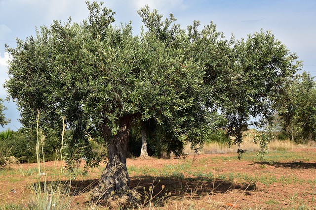 olivicoltura biologica