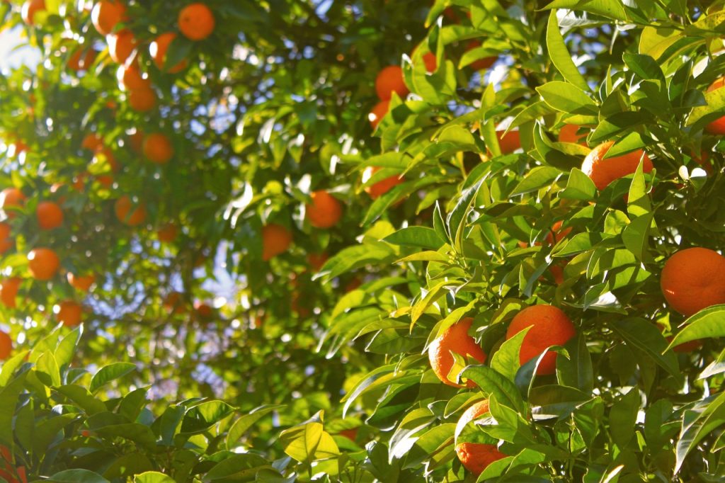 Citrus Tristeza Virus