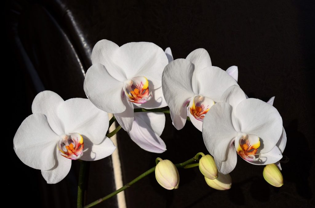 coltivazione orchidea