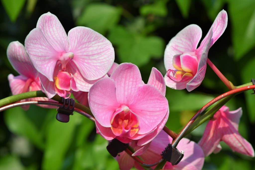 coltivazione orchidea